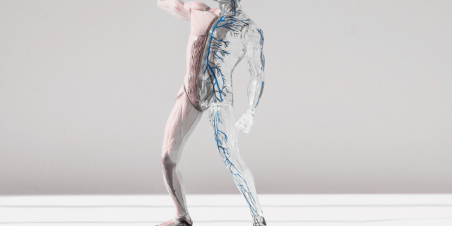 Escultura do Sistema Muscular Esquelético de uma pessoa.
