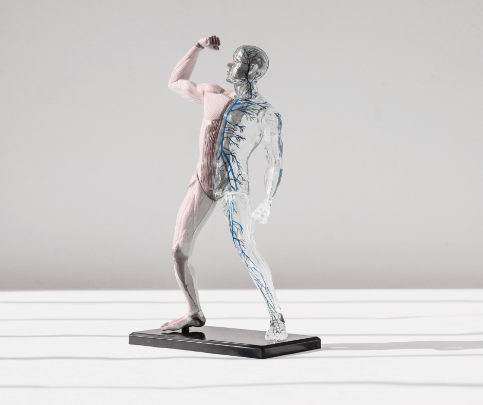 Escultura do Sistema Muscular Esquelético de uma pessoa.