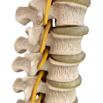Imagem da coluna vertebral e hérnia de disco